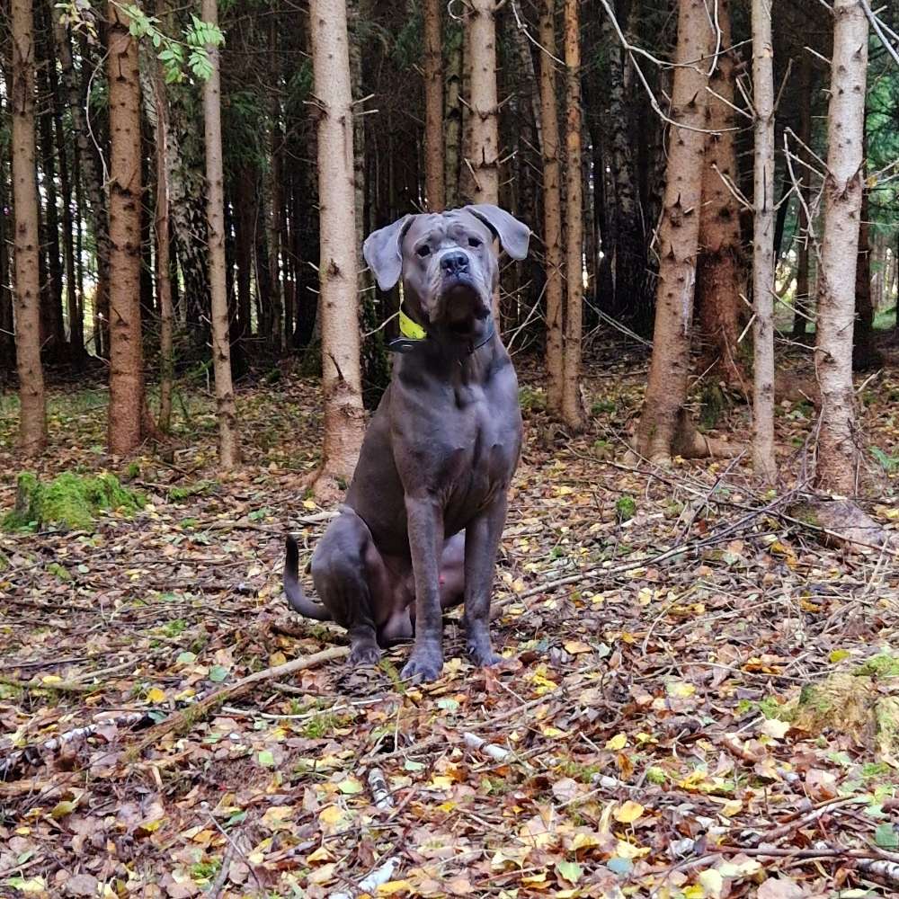 Hundetreffen-Arturo (*07/24) freut sich über einen Spielpartner-Profilbild