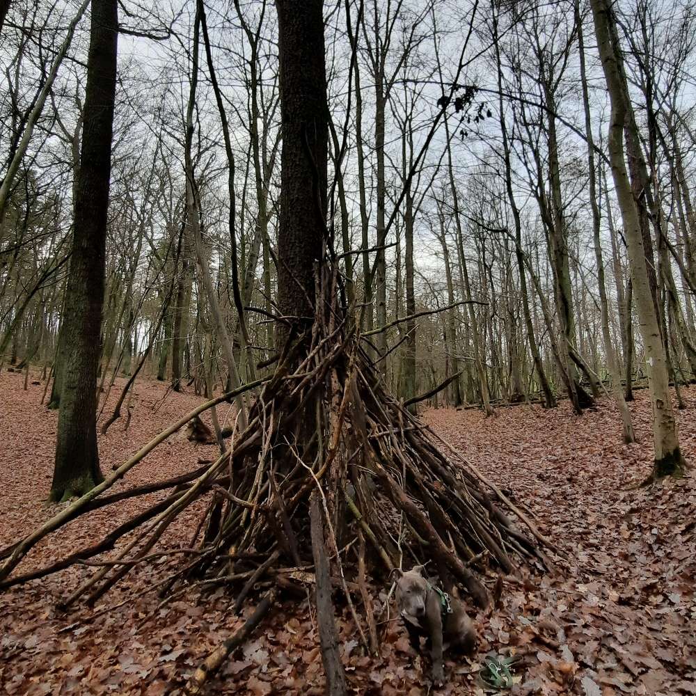 Hundetreffen-Wandern mit Hund-Profilbild