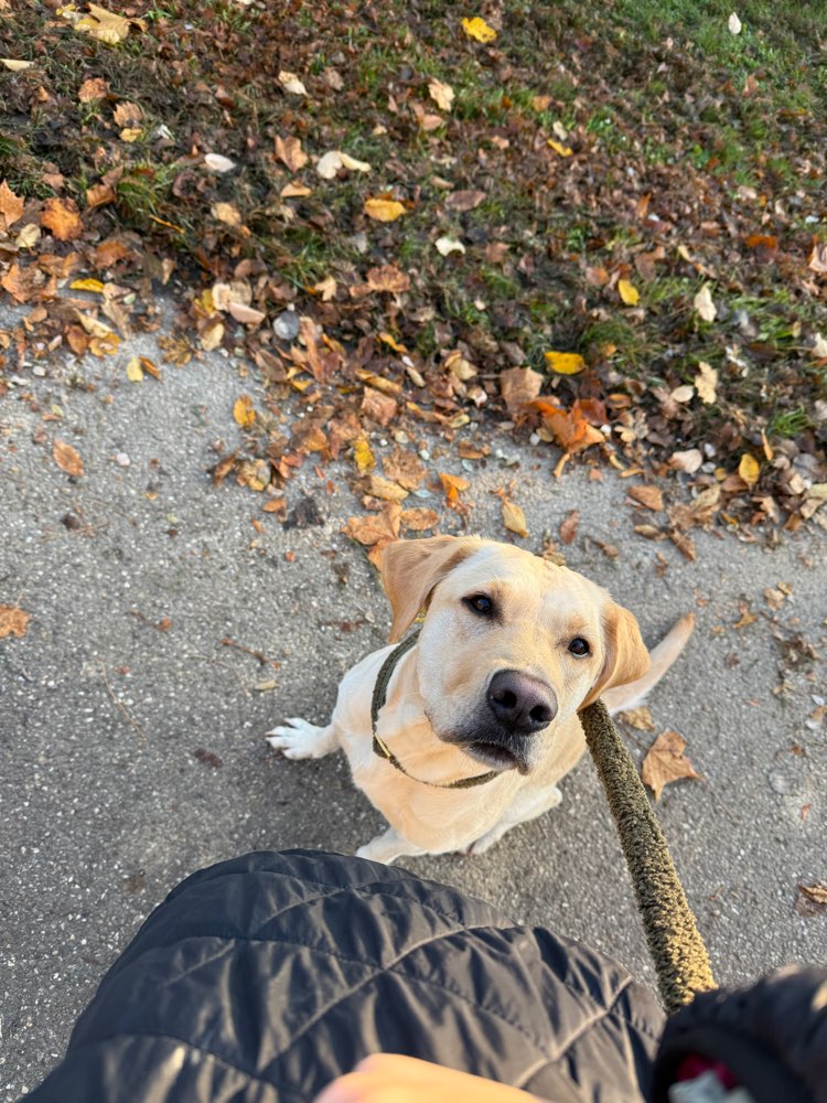 Hundetreffen-Lust auf einen Social Walk?-Profilbild