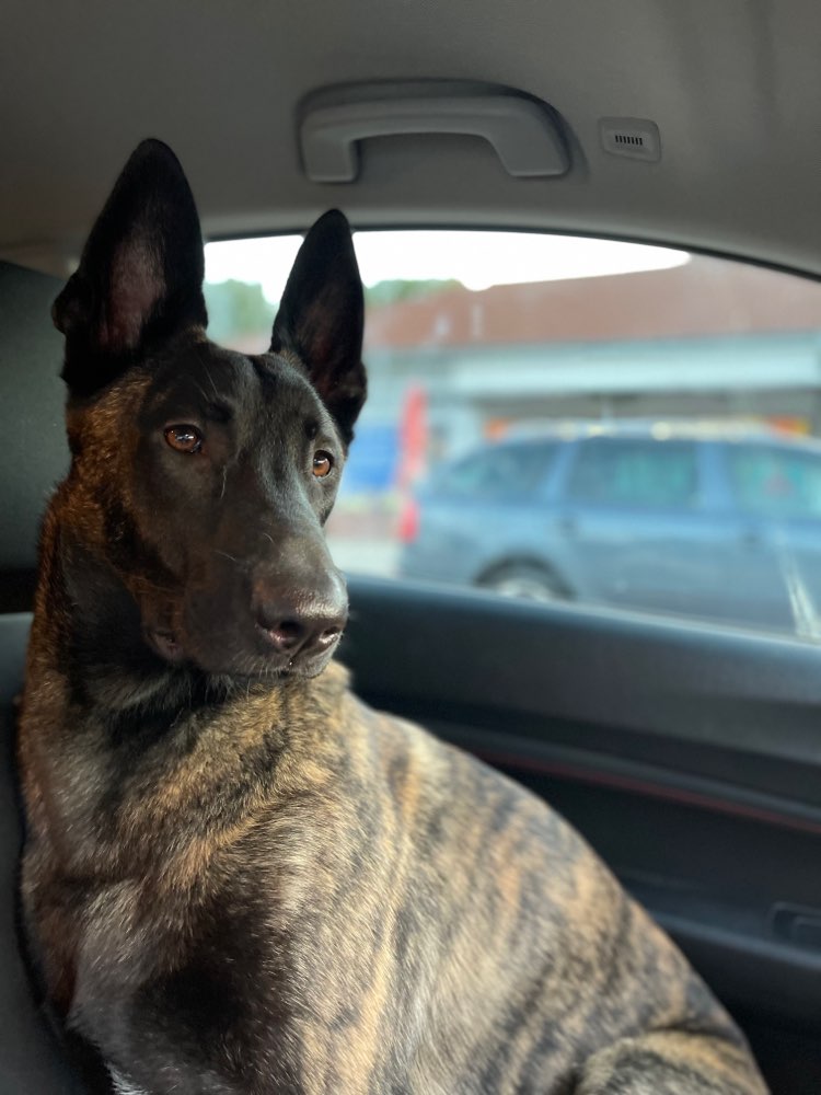 Hundetreffen-Suche gut sozialisierten Junghund zum Spielen.-Profilbild