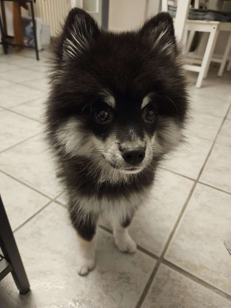 Hundetreffen-Welpentreffen/Spaziergänge etc.-Profilbild