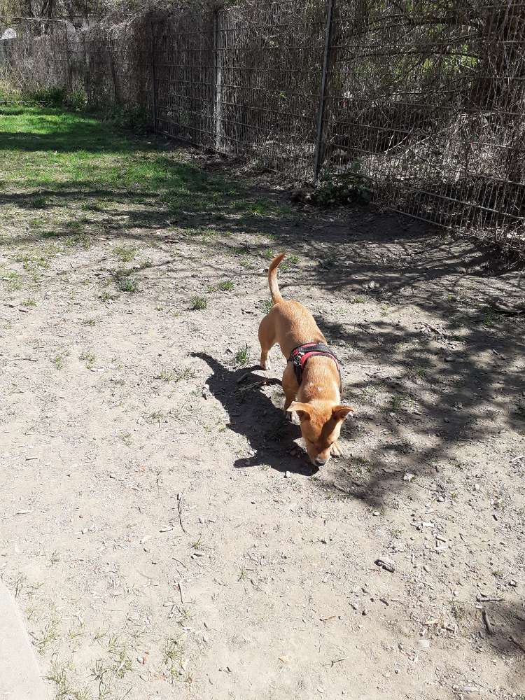 Hundetreffen-Treffen im Freilauf Frankenthal-Profilbild