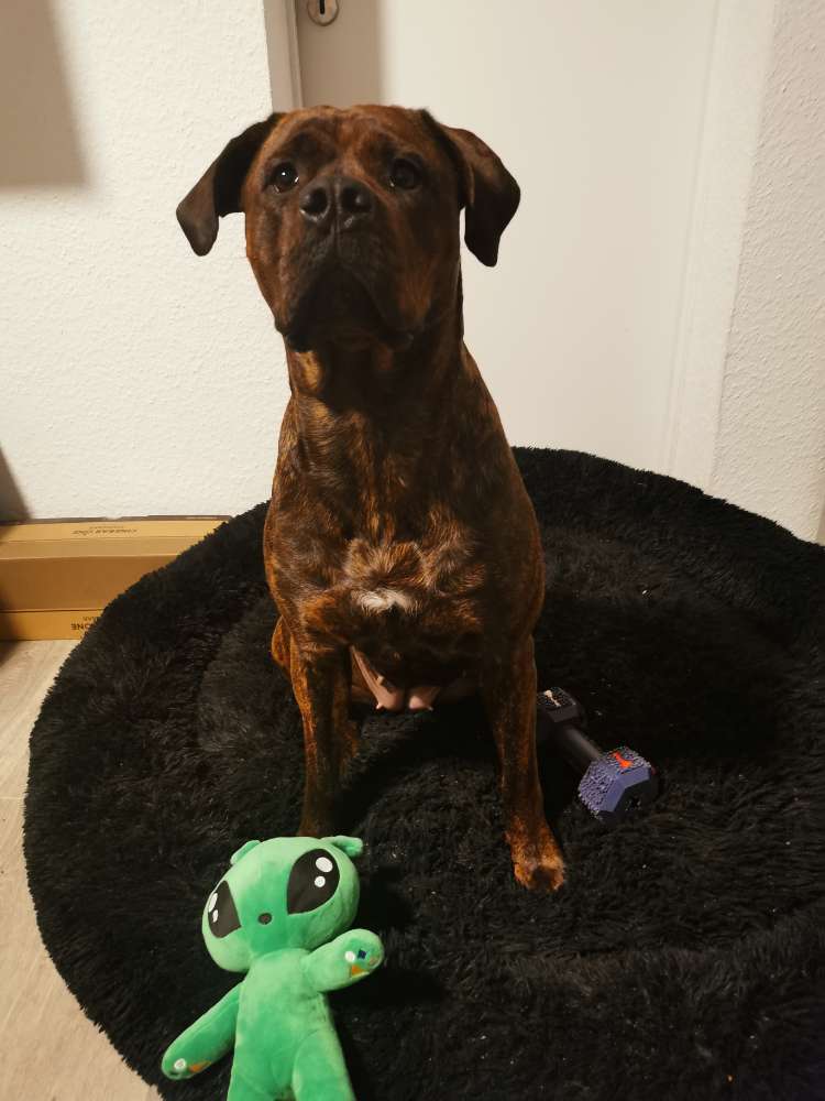 Hundetreffen-Spielfreunde/Hundekontakte-Profilbild