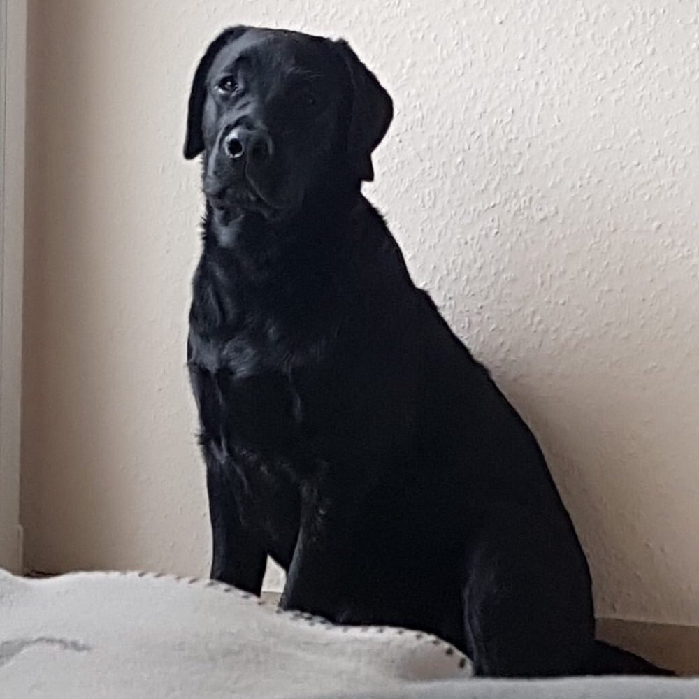 Hundetreffen-Wir suchen Spiel- & Gassikontakte in und um Neukirchen-Vluyn und Umgebung.-Profilbild