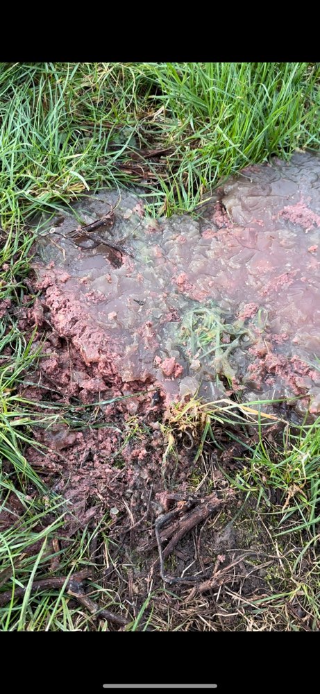 Giftköder-Möglicher Giftköder-Profilbild