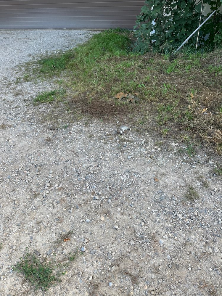 Giftköder-Tote Ratte auf dem Weg-Profilbild