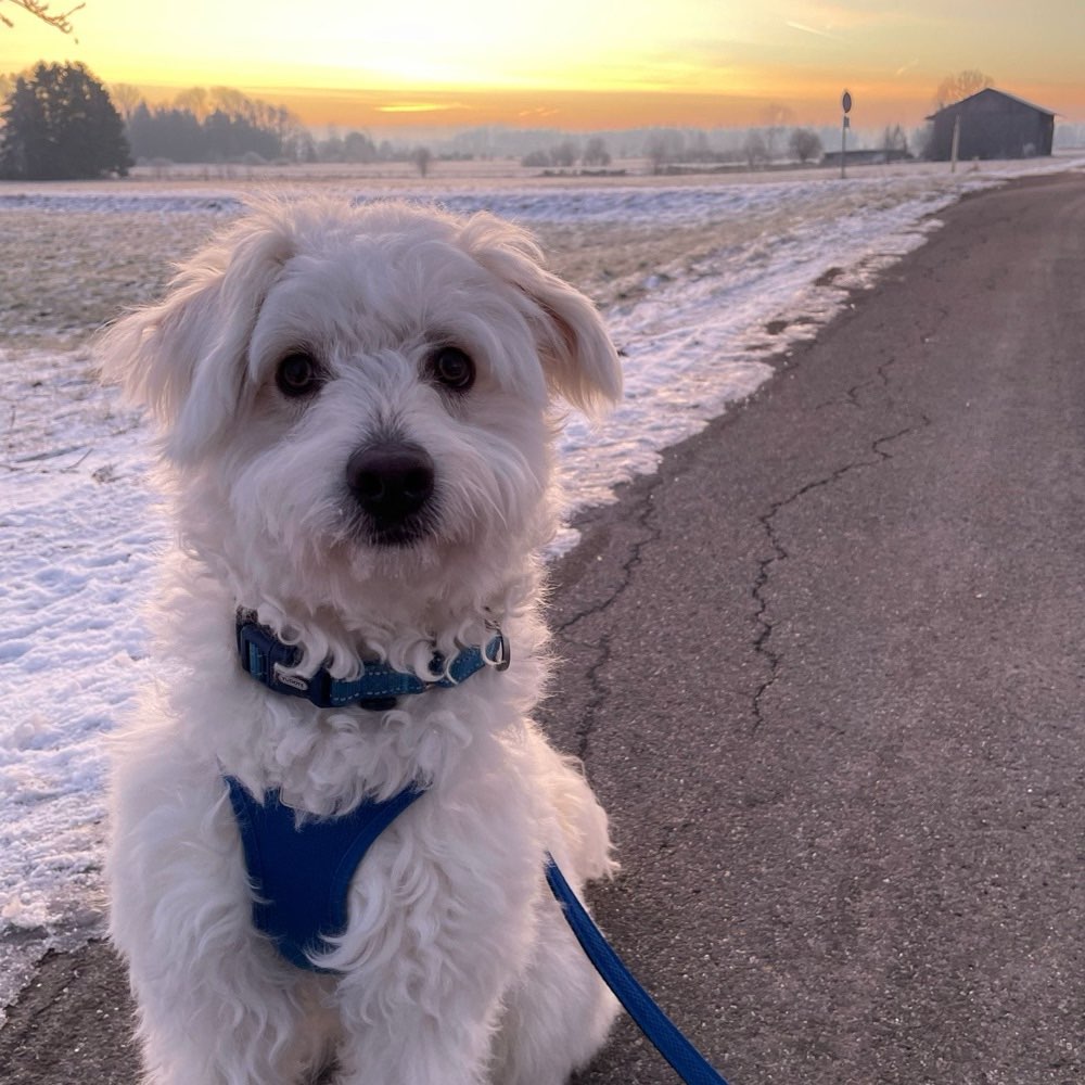 Hundetreffen-Gassi gehen-Profilbild