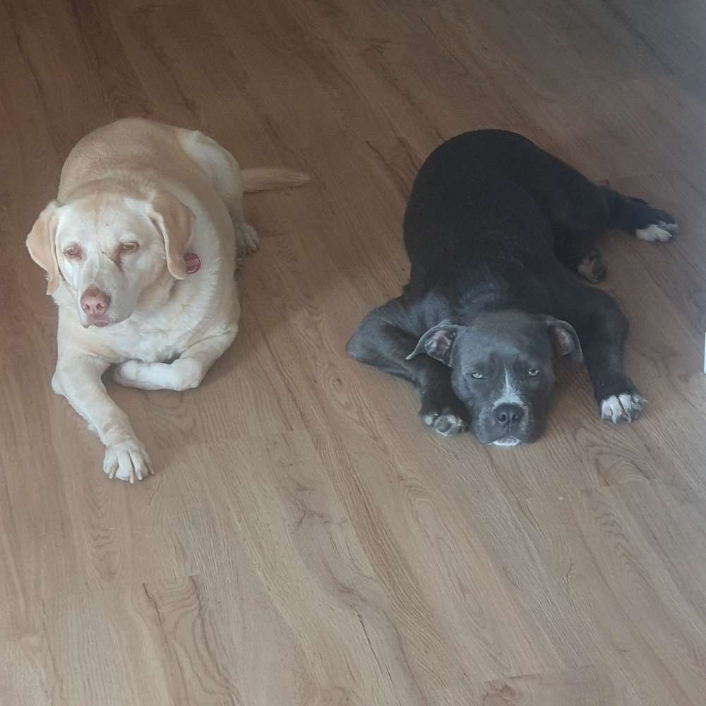 Hundetreffen-Social Walk und neue Hundekumpels-Profilbild