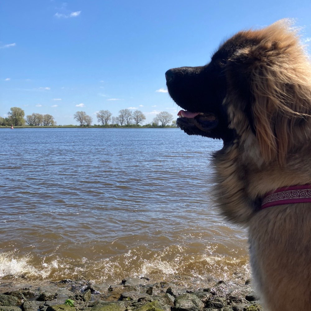 Hundetreffen-Hundesitter Syke-Profilbild