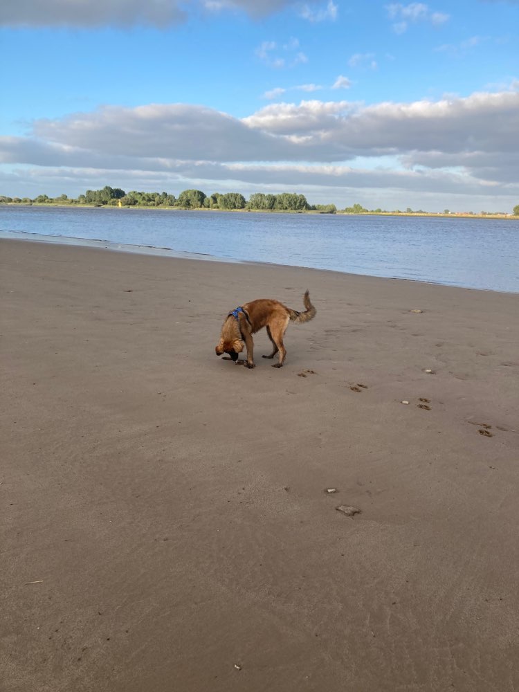 Hundetreffen-Treffen für größere Hunde-Profilbild