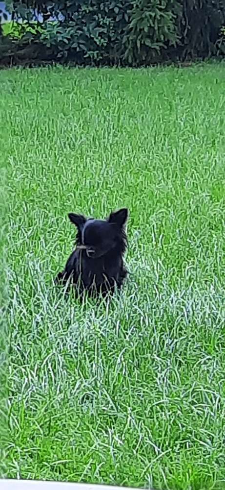 Hundetreffen-Gassirunde im Eichkamp oder Ewaldsee-Profilbild