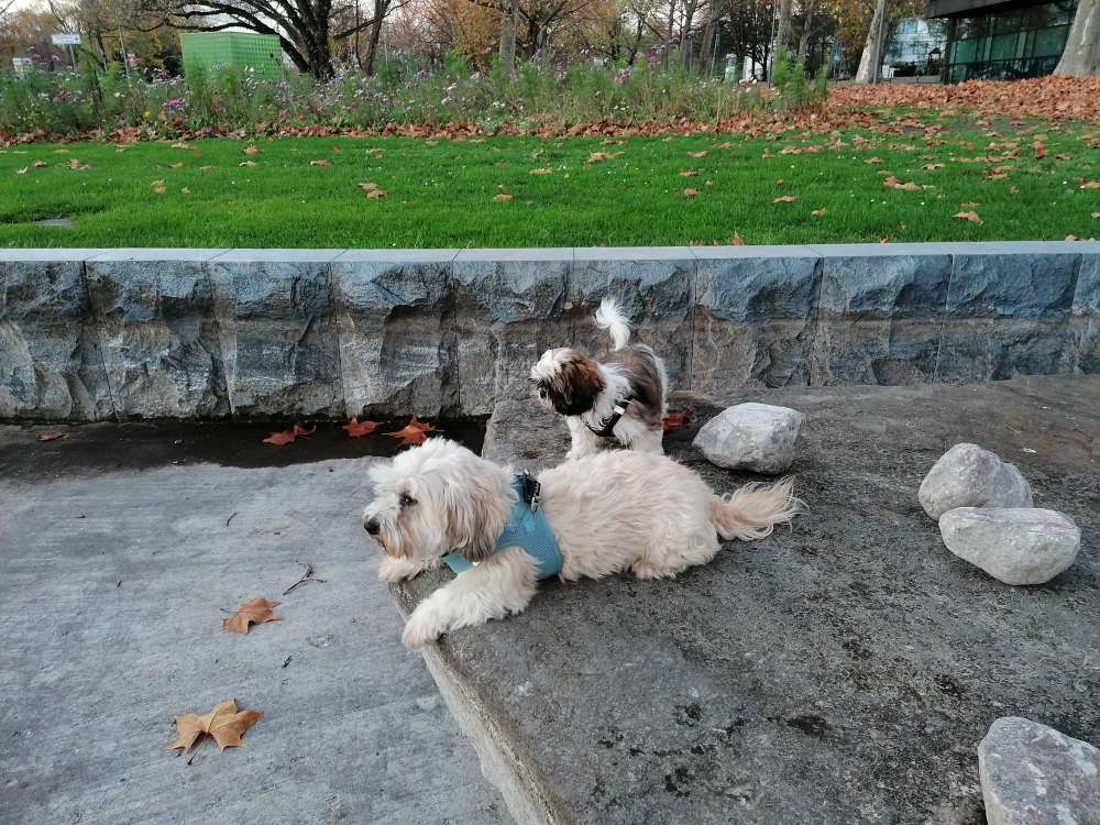 Hundetreffen-Junghunde Treffen-Profilbild
