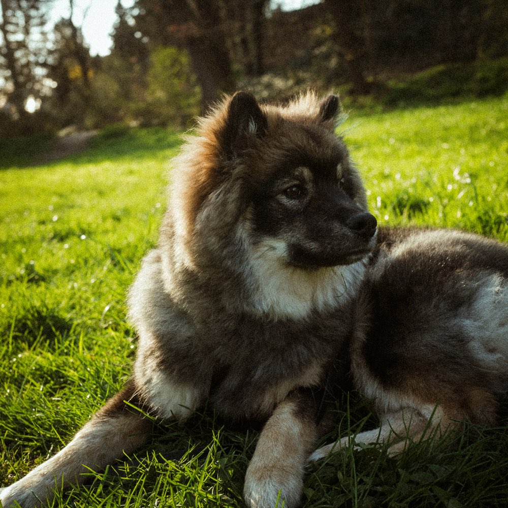 Hundetreffen-Spiel und Trainingstreffen-Profilbild