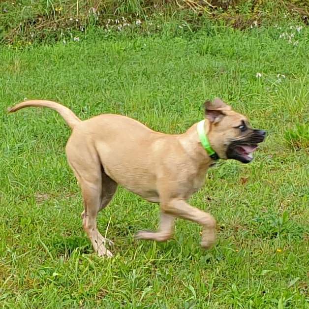 Hundetreffen-Spielrunden in Bautzen-Profilbild