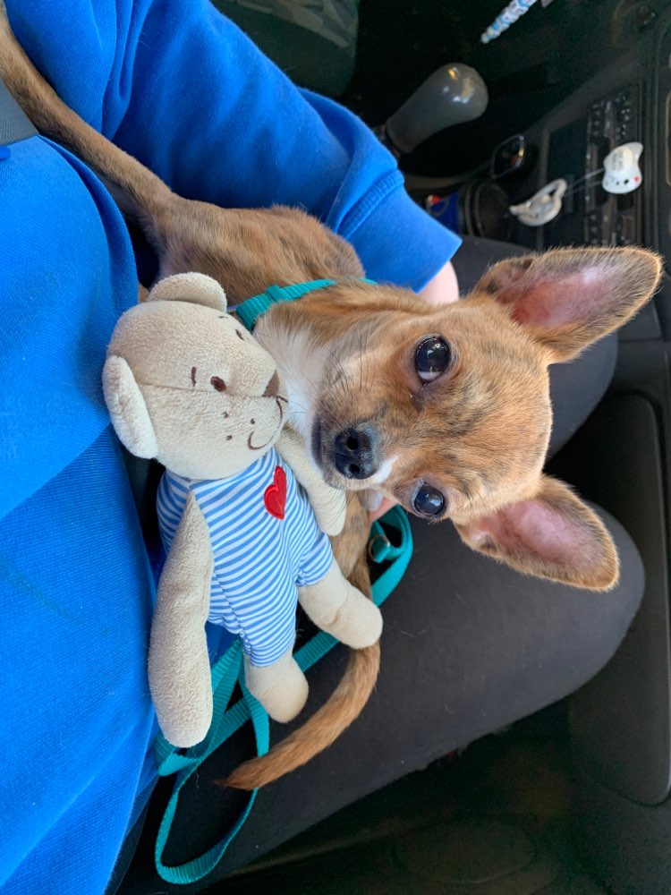 Hundetreffen-Kleine Hunde Treff-Profilbild