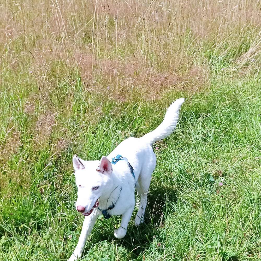 Hundetreffen-Freunde gesucht!-Profilbild