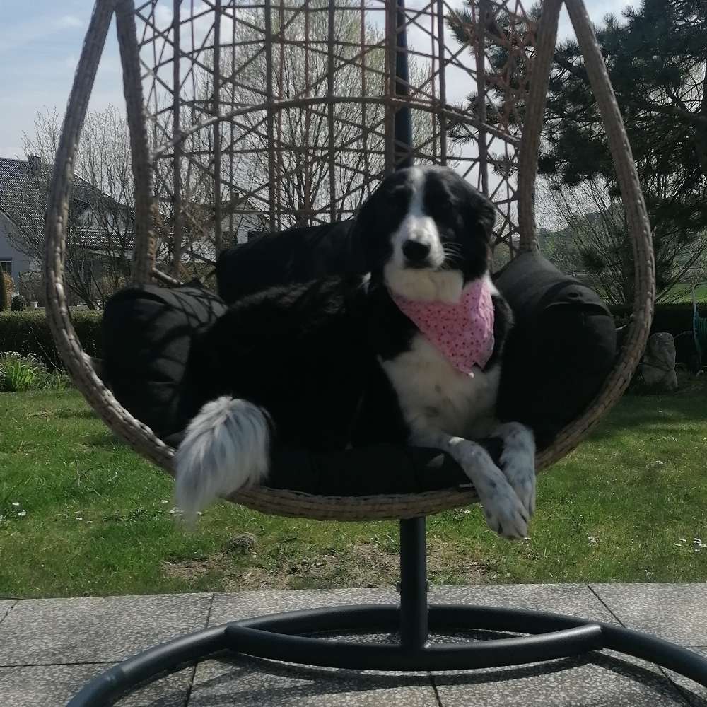 Hundetreffen-Treffen zum Gassi gehen-Profilbild