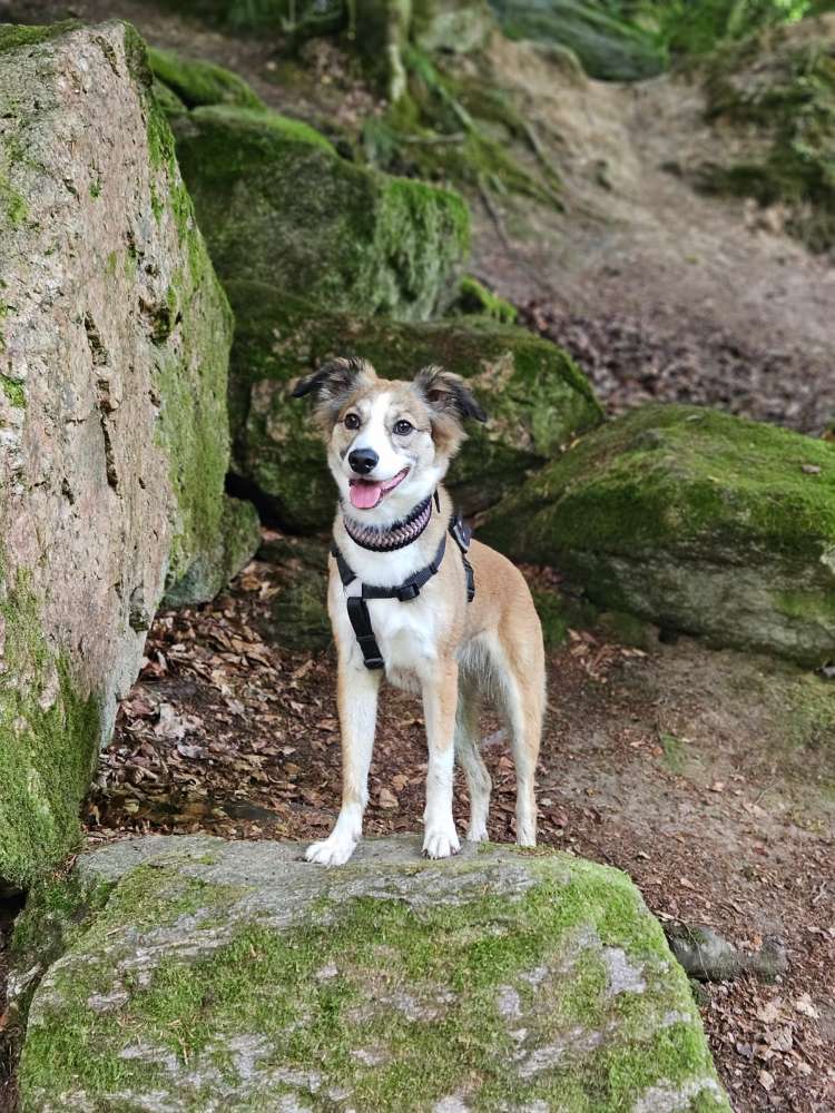 Hundetreffen-Ruby sucht Hundefreunde – zum Gassi, Spielen & Lernen 🐾-Profilbild