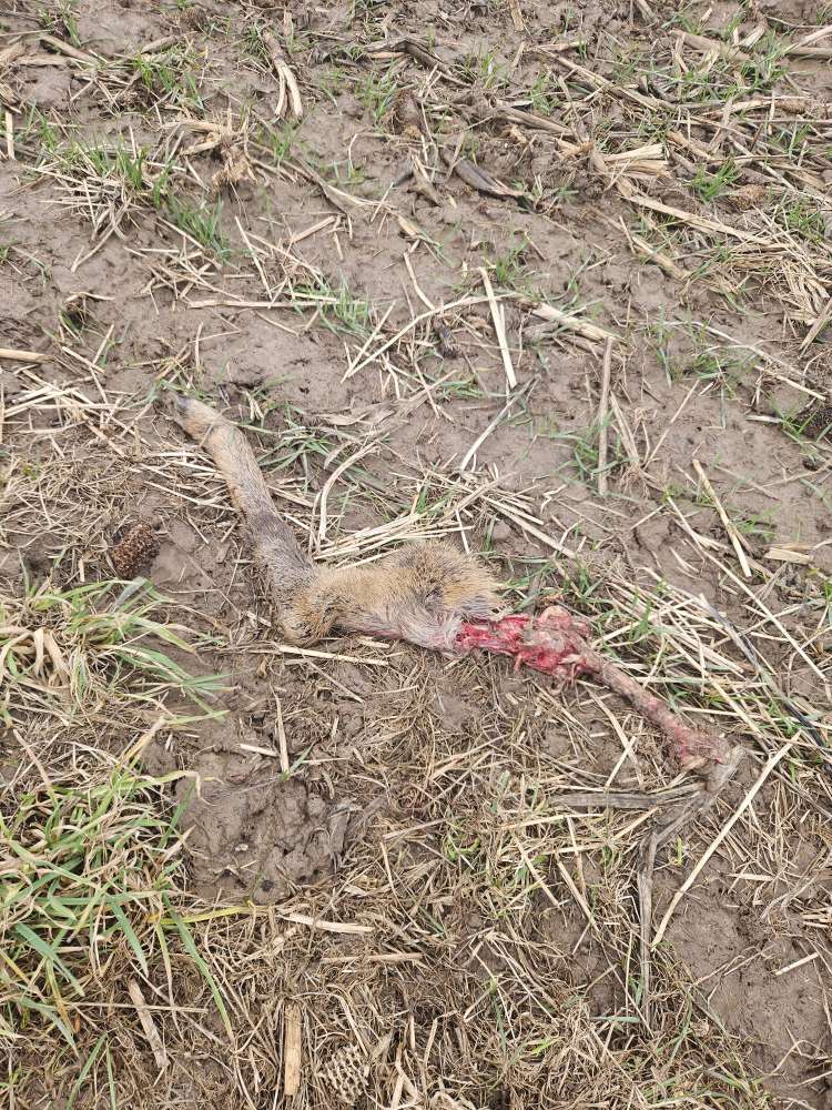 Giftköder-Rehbein am Feldrand-Profilbild