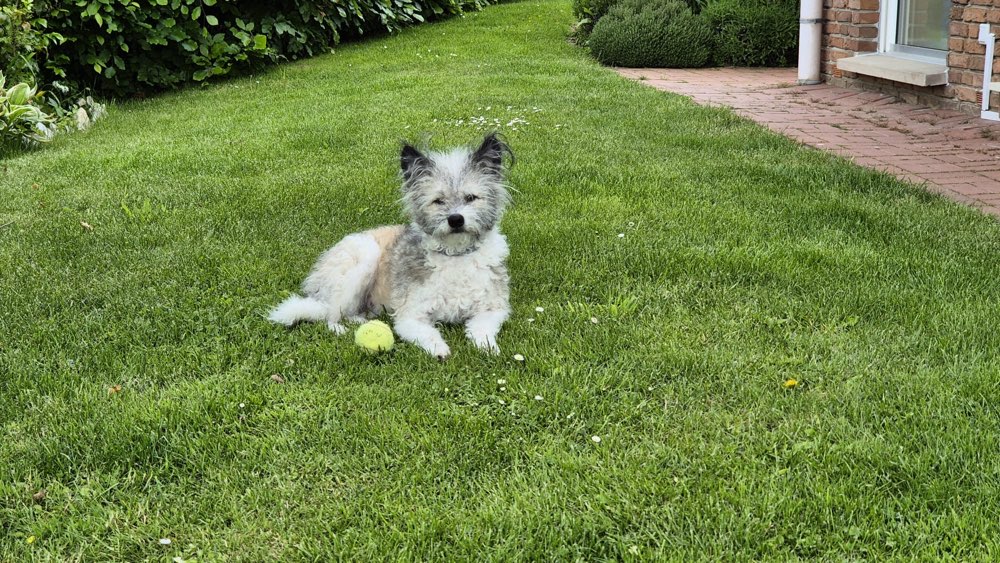 Hundetreffen-Sozialkontakte aufbauen mit Gassi/Spielen/Training-Profilbild