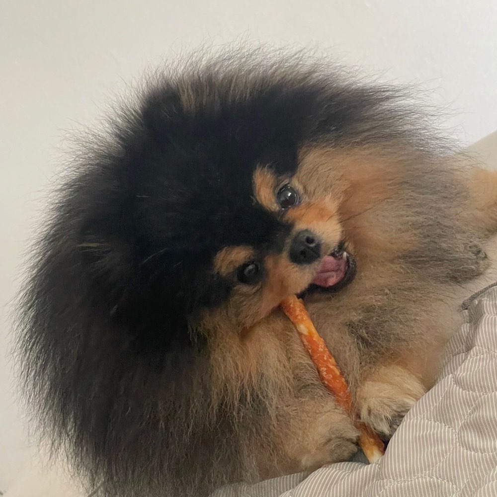 Hundetreffen-Gassi gehen + Spielrunden-Profilbild