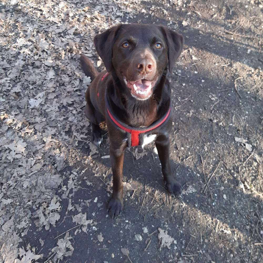 Hundetreffen-Aktion-Profilbild