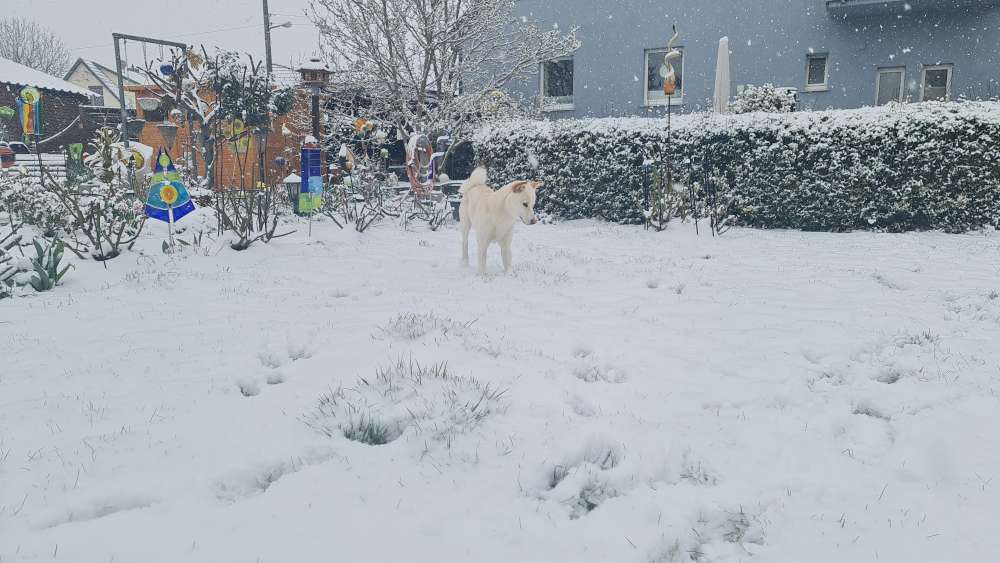 Giftköder-Klingen vom Cuttermesser-Profilbild