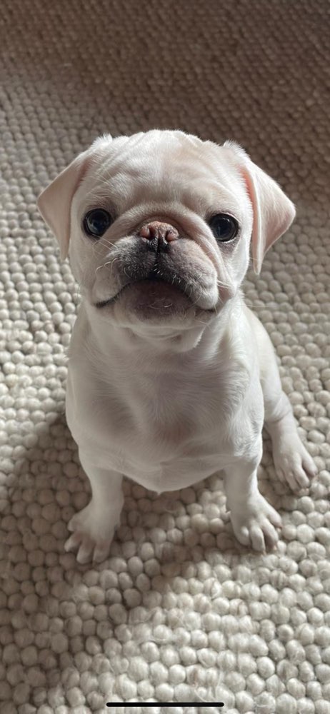 Hundetreffen-Gemeinsam toben und laufen-Profilbild