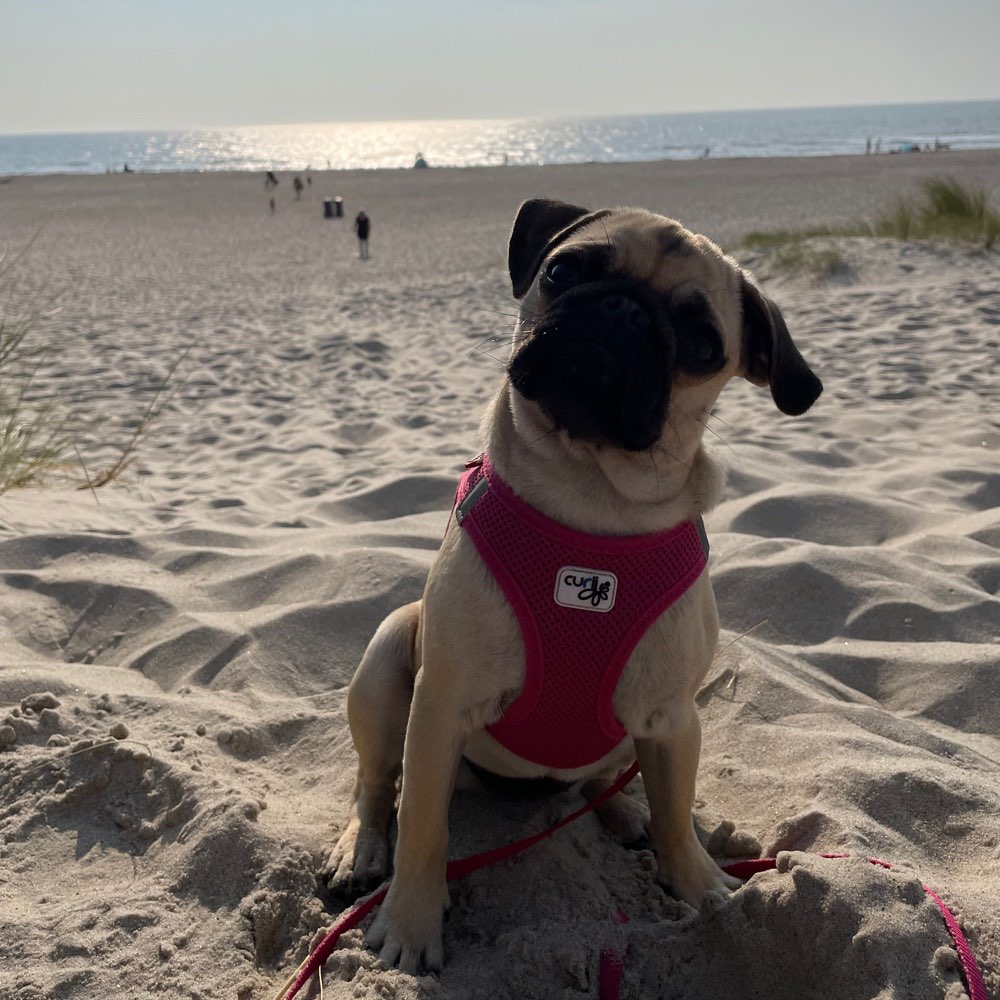 Hundetreffen-Sportmops Frida sucht Artgenossen zum spielen und laufen.-Profilbild