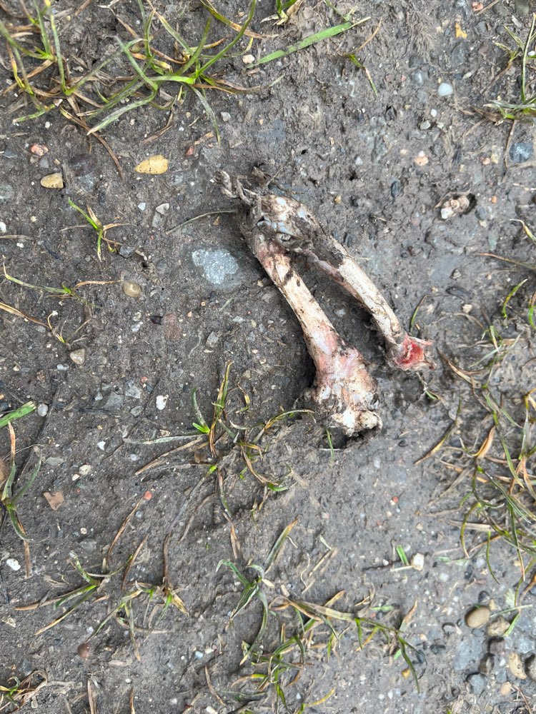 Giftköder-Mehrere Knochen evtl. Giftköder-Profilbild