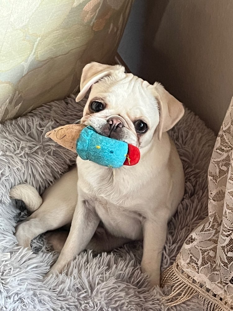 Hundetreffen-Spieltreffen-Profilbild