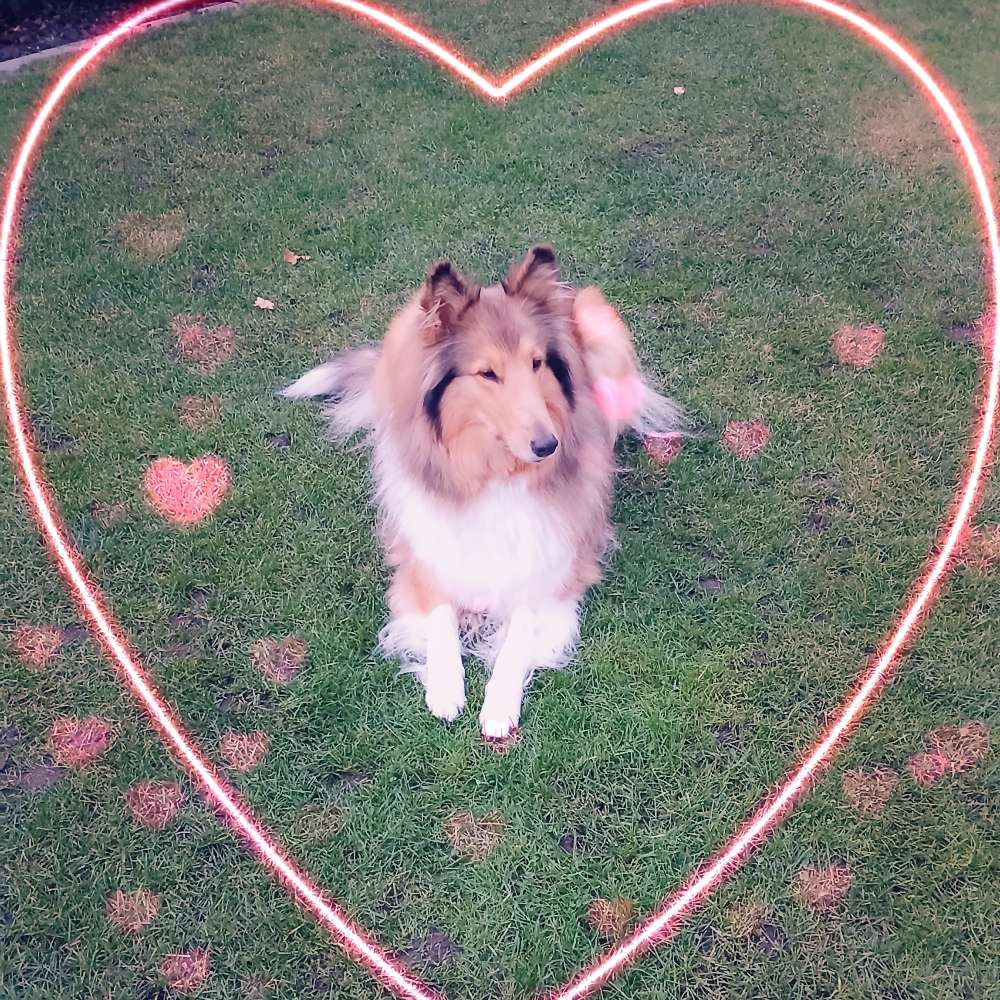 Hundetreffen-Collie (Langhaar) sucht Langhaarcollies für gemeinsame Unternehmungen-Profilbild