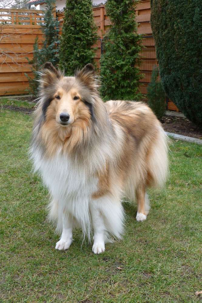 Hundetreffen-Colliehündin, Dogdance, Tricks-Profilbild