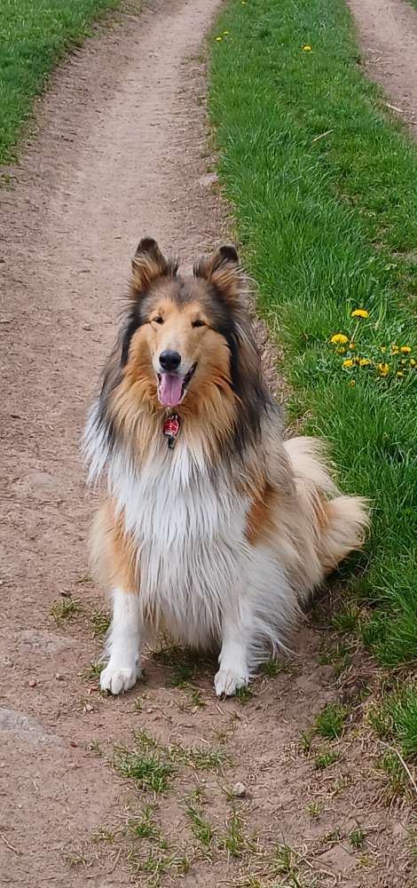 Hundetreffen-Colliehündin sucht gleichgesinntes Team (Hund/Mensch) für Gassirunden und Training-Profilbild