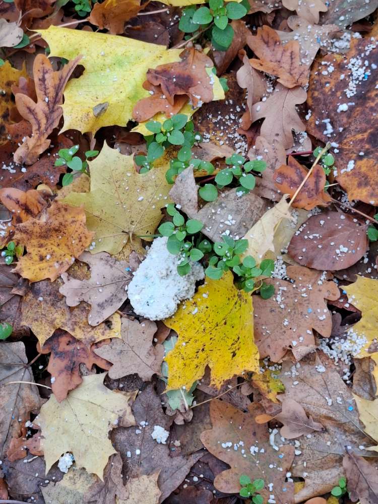 Giftköder-Evtl Gift-Profilbild