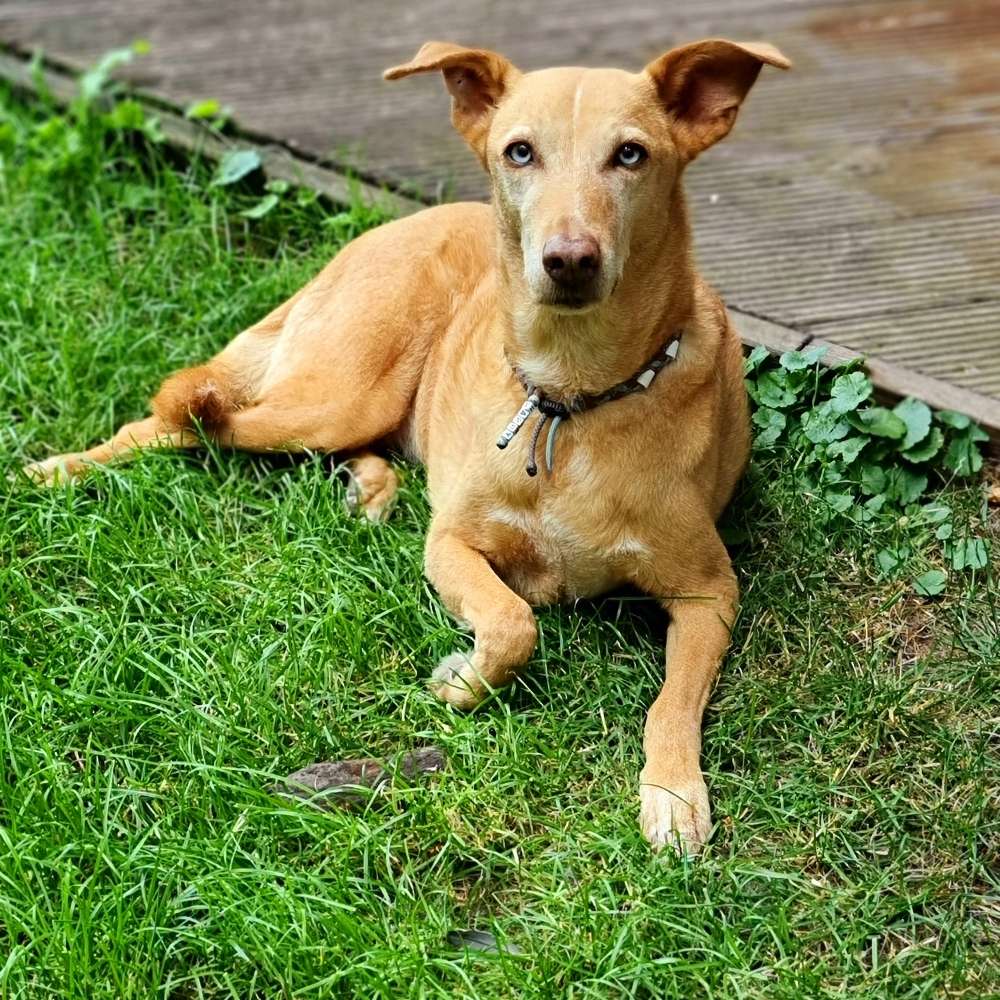 Hundetreffen-Gemütlicher Senioren-Treff 😃-Profilbild