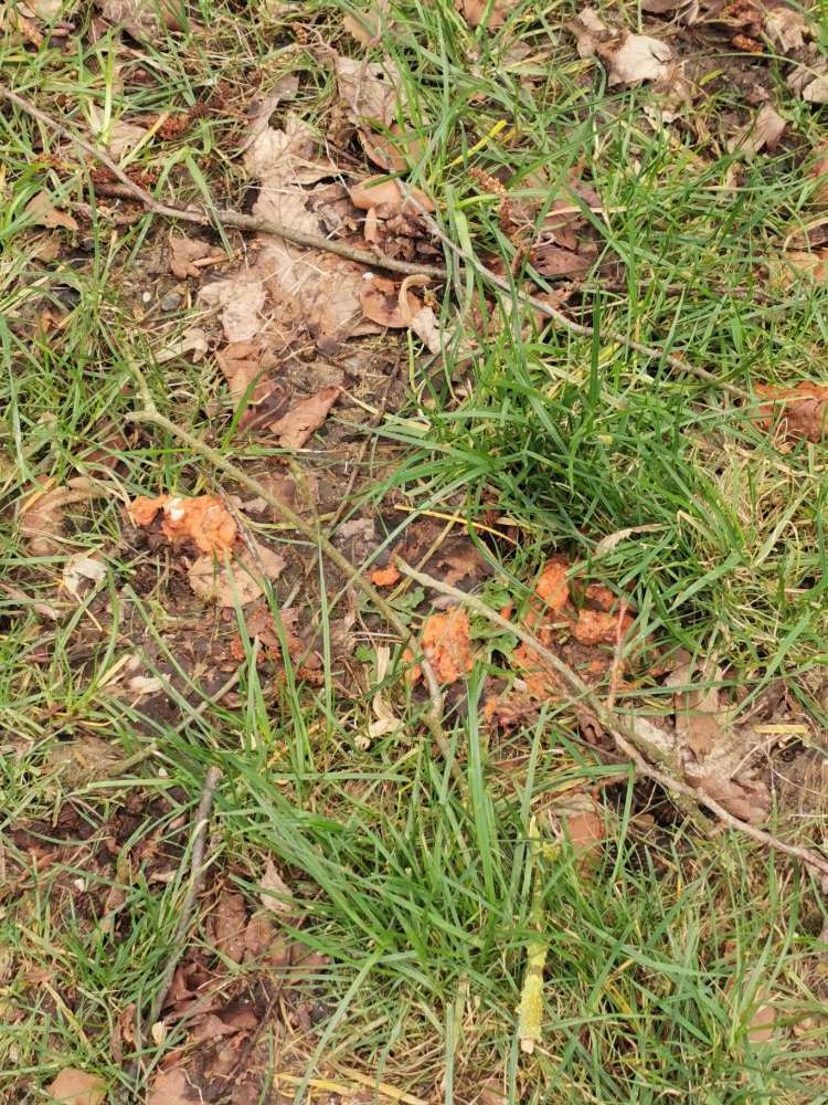 Giftköder-Giftköder am Alsterlauf-Profilbild