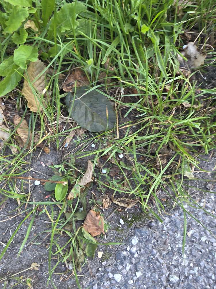 Giftköder-Gift oder Grassamen-Profilbild