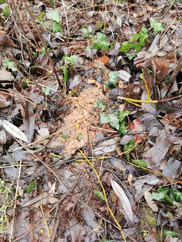 Giftköder-Giftköder oder nur Erbrochenes-Profilbild