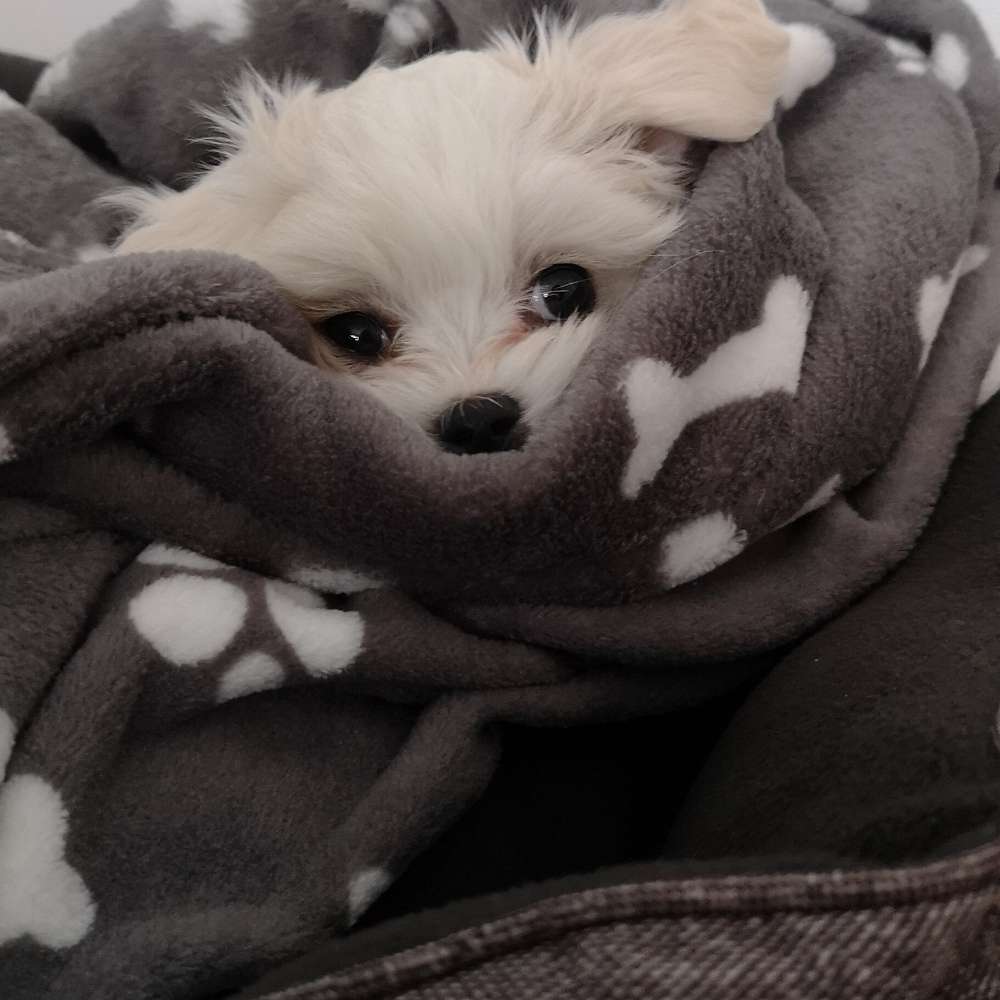 Hundetreffen-Oskar sucht Spielgefährten-Profilbild