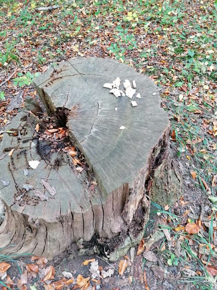 Giftköder-Essensreste auf einem Baumstumpf!-Profilbild