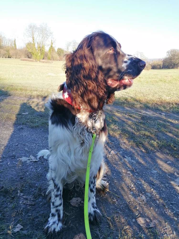 Hundetreffen-Hundetreffen, spielen, Gassi gehen-Profilbild