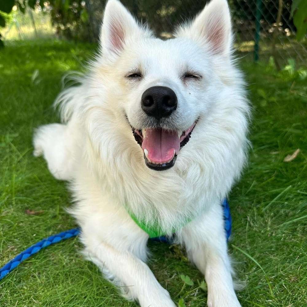 Hundetreffen-Hunde kennenlernen in Freital-Profilbild