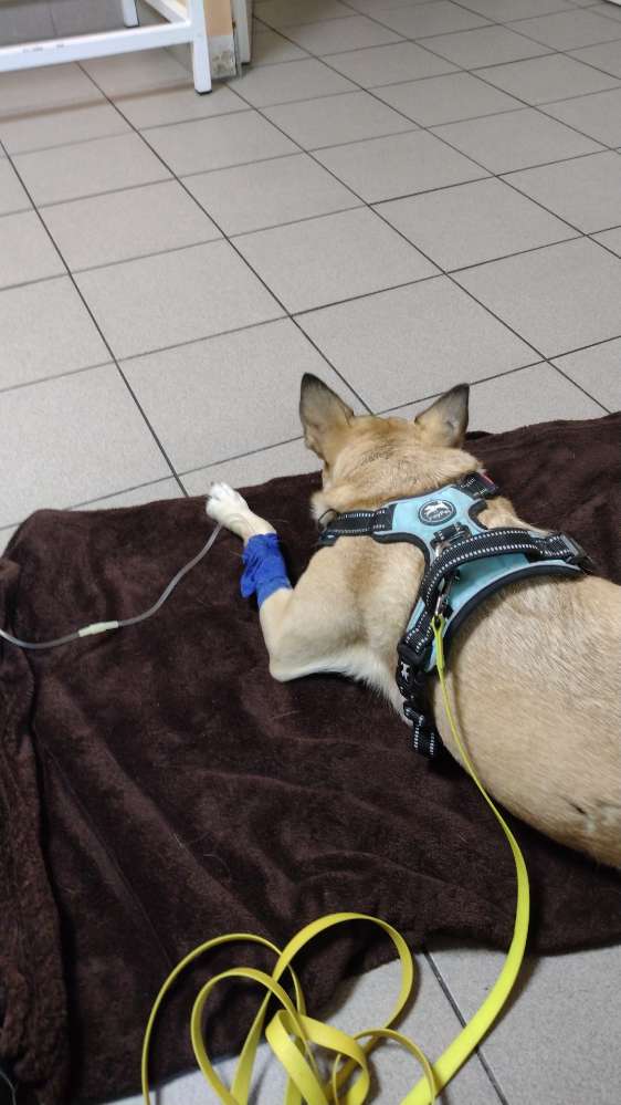 Giftköder-Giftverdacht-Profilbild