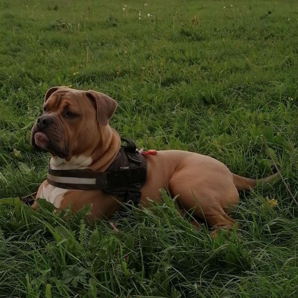 Hundetreffen-Suche Old Englisch Bulldoggen in Dresden und Umgebung-Profilbild