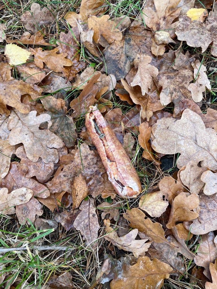 Giftköder-Wurst mit Schrauben-Profilbild