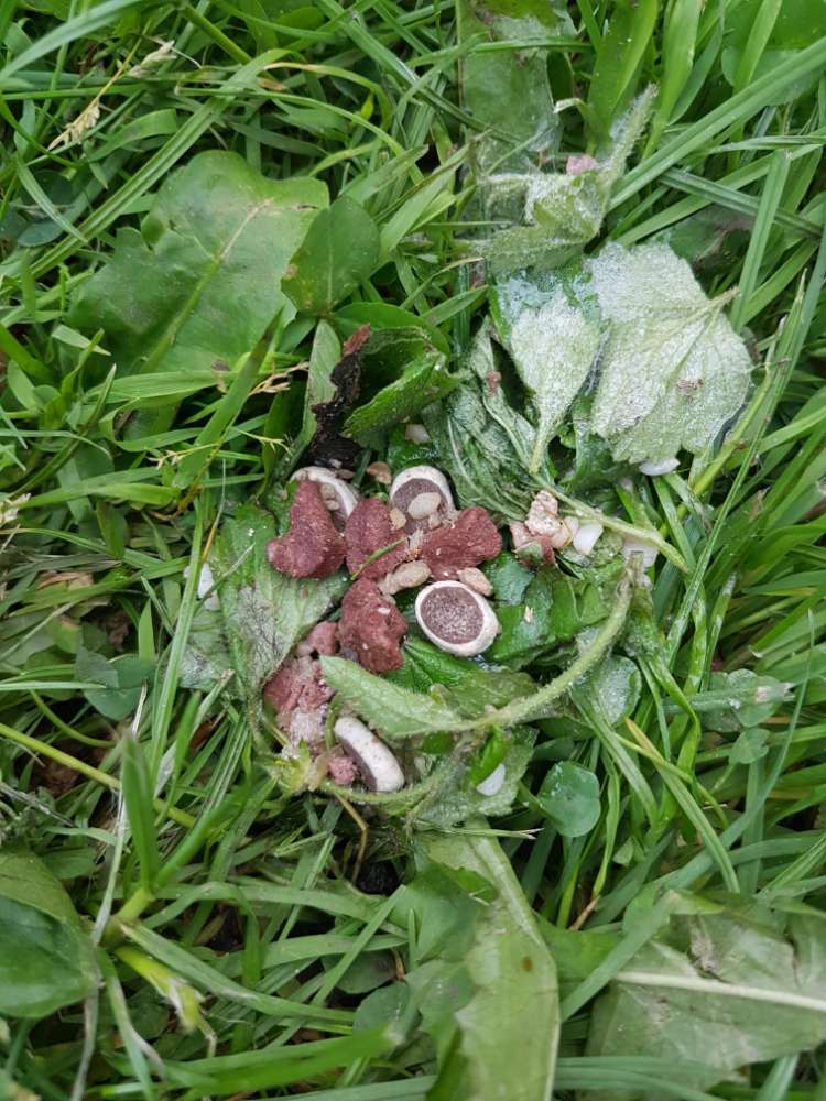 Giftköder-Giftköder unter Blättern versteckt-Profilbild