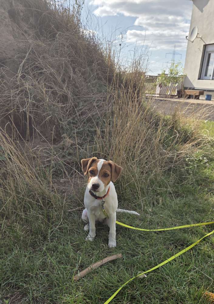Hundetreffen-Trudy sucht Spielkameraden-Profilbild