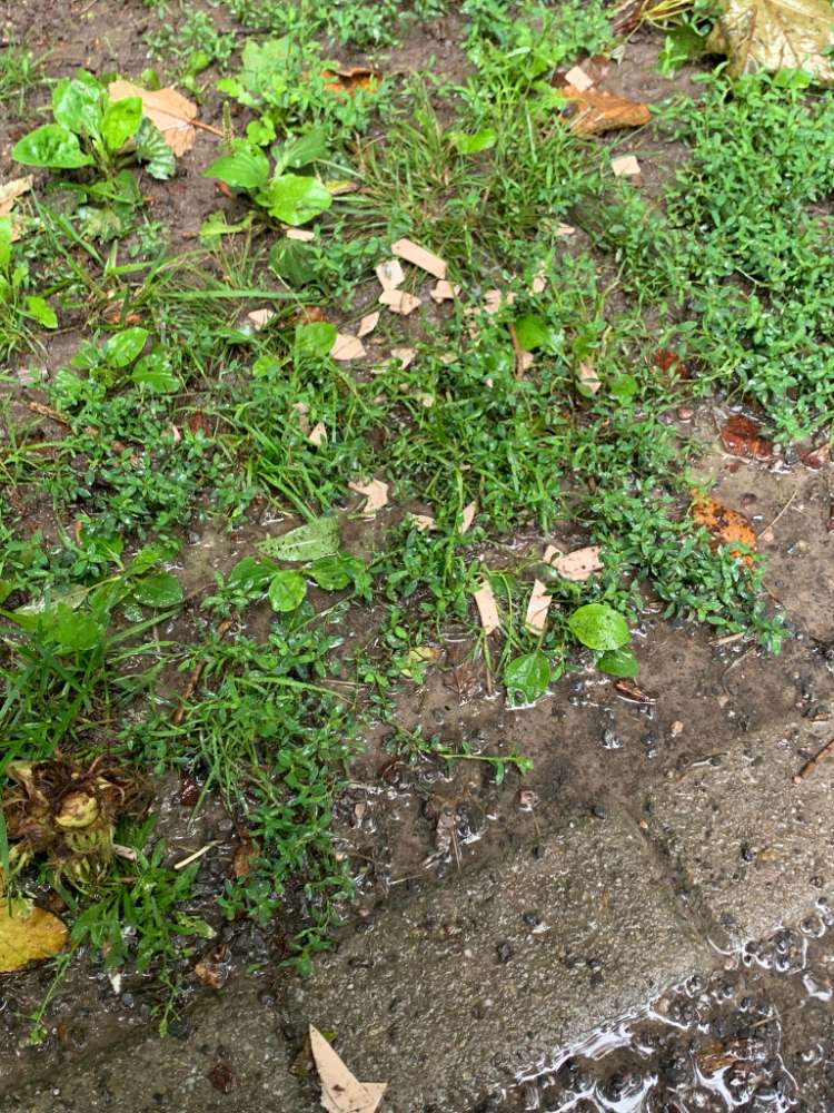 Giftköder-Verdacht auf Giftköder-Profilbild