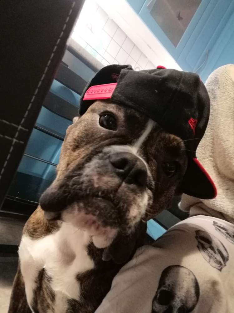 Hundetreffen-Gassi und Spielrunde-Profilbild